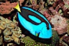 Palette surgeonfish. Image #08666