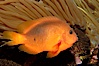 Red saddleback anemonefish. Image #08669