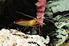 Cleaner shrimp. Image #08675