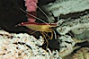 Cleaner shrimp. Image #08676