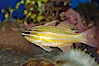 Southern orange-lined cardinalfish. Image #08684