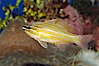 Southern orange-lined cardinalfish. Image #08685