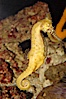 Barbours seahorse. Image #08694