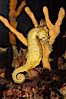 Barbours seahorse. Image #08695