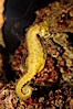Barbours seahorse. Image #08696