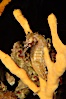 Barbours seahorse. Image #08697