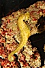 Barbours seahorse. Image #08698