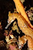 Barbours seahorse. Image #08699