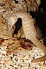 Lined seahorse. Image #08701