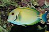 Eyestripe surgeonfish. Image #08716
