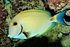 Eyestripe surgeonfish. Image #08717