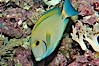 Eyestripe surgeonfish. Image #08718