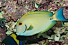 Eyestripe surgeonfish. Image #08719