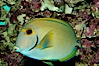 Eyestripe surgeonfish. Image #08721