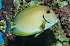 Eyestripe surgeonfish. Image #08722