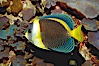 Scribbled angelfish. Image #08724