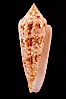 Glory of the Sea cone shell, gold form.  The Glory of the Sea cone shell, once one of the rarest and most sought after of all seashells, remains the most famous and one of the most desireable shells for modern collectors. Image #08727