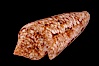 Glory of the Sea cone shell, gold form.  The Glory of the Sea cone shell, once one of the rarest and most sought after of all seashells, remains the most famous and one of the most desireable shells for modern collectors. Image #08729