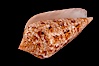 Glory of the Sea cone shell, gold form.  The Glory of the Sea cone shell, once one of the rarest and most sought after of all seashells, remains the most famous and one of the most desireable shells for modern collectors. Image #08730