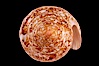 Glory of the Sea cone shell, gold form.  The Glory of the Sea cone shell, once one of the rarest and most sought after of all seashells, remains the most famous and one of the most desireable shells for modern collectors. Image #08731