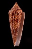 Glory of the Sea cone shell, brown form.  The Glory of the Sea cone shell, once one of the rarest and most sought after of all seashells, remains the most famous and one of the most desireable shells for modern collectors. Image #08732