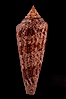 Glory of the Sea cone shell, brown form.  The Glory of the Sea cone shell, once one of the rarest and most sought after of all seashells, remains the most famous and one of the most desireable shells for modern collectors. Image #08733