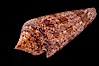 Glory of the Sea cone shell, brown form.  The Glory of the Sea cone shell, once one of the rarest and most sought after of all seashells, remains the most famous and one of the most desireable shells for modern collectors. Image #08734
