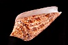 Glory of the Sea cone shell, brown form.  The Glory of the Sea cone shell, once one of the rarest and most sought after of all seashells, remains the most famous and one of the most desireable shells for modern collectors. Image #08735