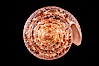 Glory of the Sea cone shell, brown form.  The Glory of the Sea cone shell, once one of the rarest and most sought after of all seashells, remains the most famous and one of the most desireable shells for modern collectors. Image #08736