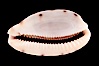 Translucent Tapering Cowrie. Image #08746