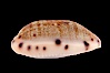 Translucent Tapering Cowrie. Image #08747