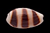 Little-Donkey Cowrie. Image #08769