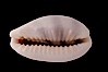 Little-Donkey Cowrie. Image #08770