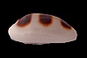 Little-Donkey Cowrie. Image #08771