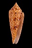 Glory of the Sea cone shell, gold form.  The Glory of the Sea cone shell, once one of the rarest and most sought after of all seashells, remains the most famous and one of the most desireable shells for modern collectors. Image #08802