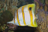 Copperband butterflyfish. Image #08808