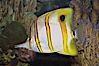 Copperband butterflyfish. Image #08808