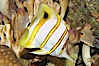 Copperband butterflyfish. Image #08809