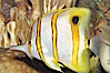 Copperband butterflyfish. Image #08810