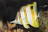 Copperband butterflyfish. Image #08811