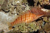Longnose hawkfish. Image #08812