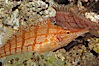 Longnose hawkfish. Image #08813