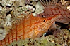 Longnose hawkfish. Image #08814