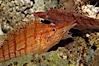 Longnose hawkfish. Image #08815