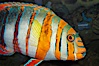 Harlequin tuskfish. Image #08845