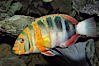 Harlequin tuskfish. Image #08846