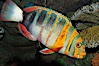 Harlequin tuskfish. Image #08847