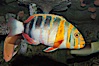Harlequin tuskfish. Image #08848