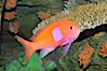 Square-spot fairy basslet, male coloration. Image #08850