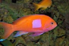 Square-spot fairy basslet, male coloration. Image #08851